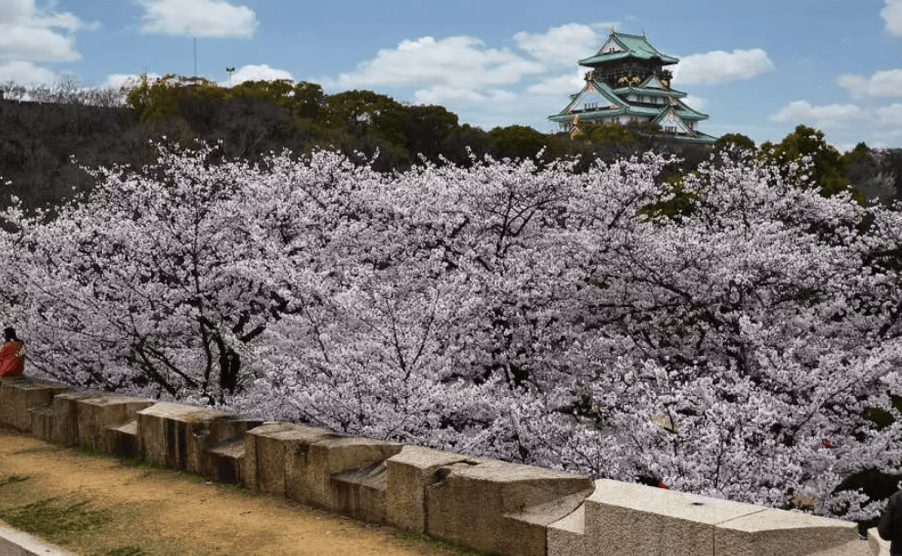 大阪賞櫻｜1. 大阪城公園
